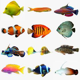 Aquarium Fish Collection